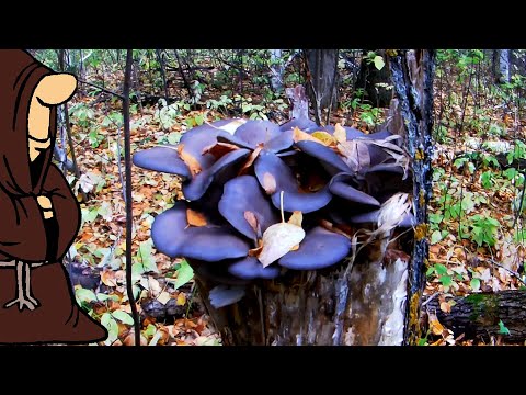 Видео: С одного пенька ведро вешенок! Нарезали грибов в Сентябре / mushrooms