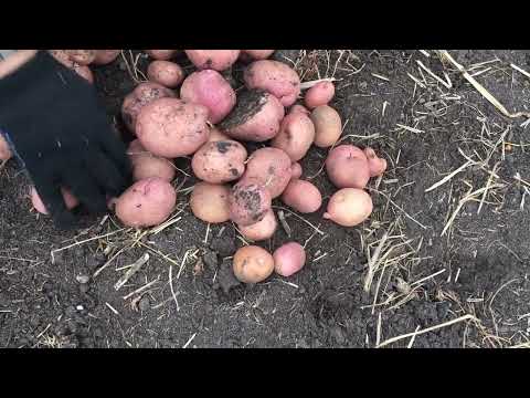 Видео: Сорт картофеля Кумач в нашем питомнике!