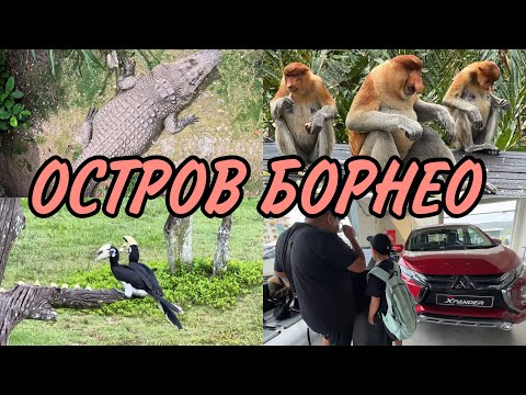 Видео: ОПАСНО! / МОЙ ТРЮК С КРОКОДИЛОМ НЕ ПОВТОРЯТЬ !  / ОБЕЗЬЯНЫ НОСАЧИ / ОСТРОВ БОРНЕО / САНДАКАН