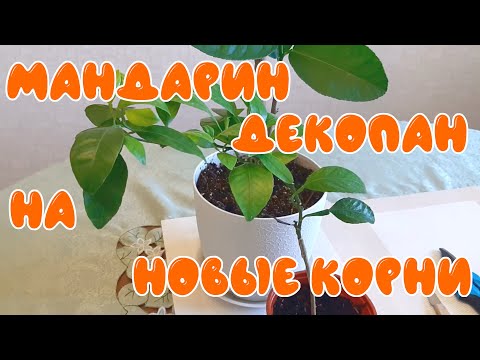 Видео: Мандарин Декапан на новые корни. Прививка на лимон.