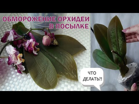 Видео: ОБМОРОЖЕНИЕ ОРХИДЕИ в посылке. Что делать?!