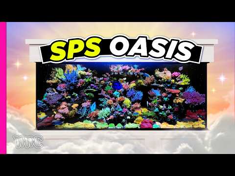 Видео: 300-галлонный резервуар Acropora Dominated