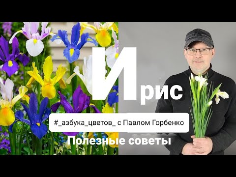 Видео: Ирис голландский. Полезные советы от Павла Горбенко в рубрике "Азбука цветов".