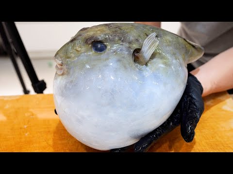 Видео: Когда я обрабатывала рыбу-фугу, вышедшую из морозилки, из брюшка....