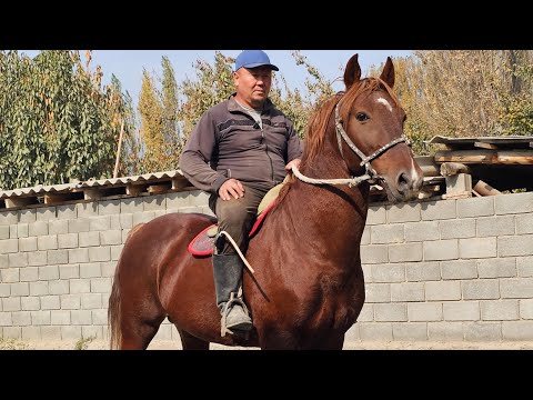 Видео: Бул да тез ат 👍Нурлан таксырда🔥29 октября 2025 г.