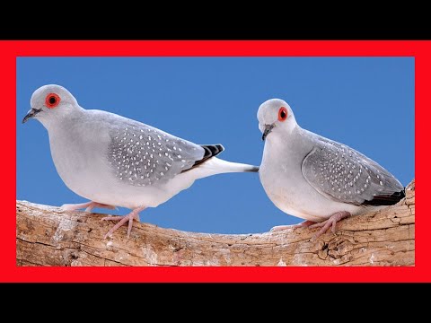Видео: Бриллиантовая горлица Пение - Geopelia Cuneata