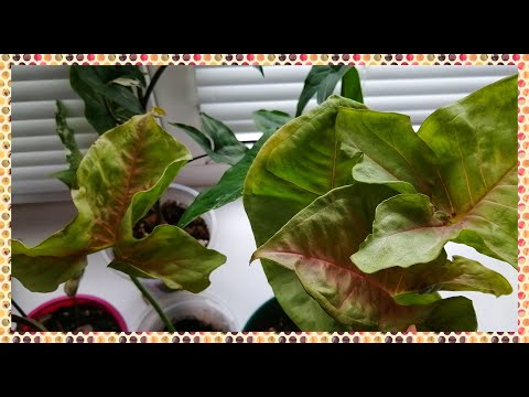 Видео: СИНГОНИУМЫ. Обзор моей коллекции весной. Новый сингониум в мою коллекцию комнатных растений.