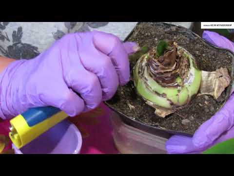 Видео: Почему не цветёт ГИППЕАСТРУМ. Боремся с КРАСНЫМ ОЖОГОМ.