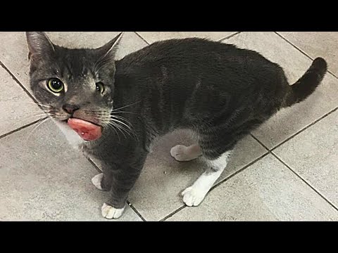 Видео: Коту оставалось несколько дней, и когда его нашла женщина – она решилась на ЭТО