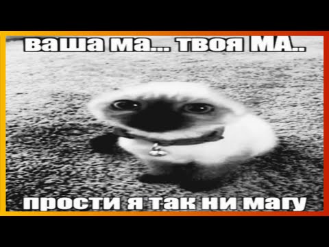 Видео: тикток так не может | подборка мемов