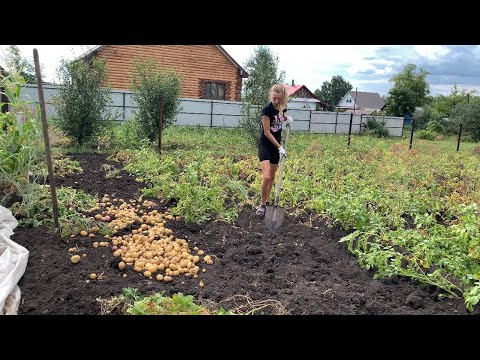 Видео: Начала копать картошку / У всех выходной, а у нас работа / Валера с другом обшивают дом / Влог