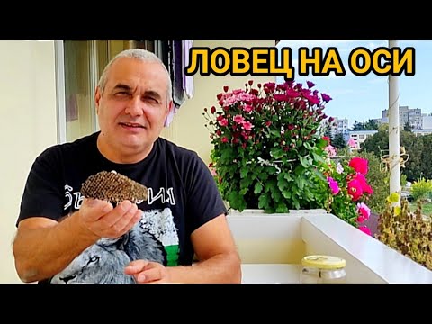 Видео: НАШЕСТВИЕ ОТ ОСИ ПРЕЗ ЕСЕНТА. КАКВО ТРЯБВА ДА ЗНАЕМ ЗА ТЕЗИ ОПАСНИ  НАСЕКОМИ.