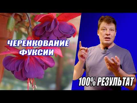 Видео: Самый простой способ размножить фуксию, черенкование в воде 100% результат