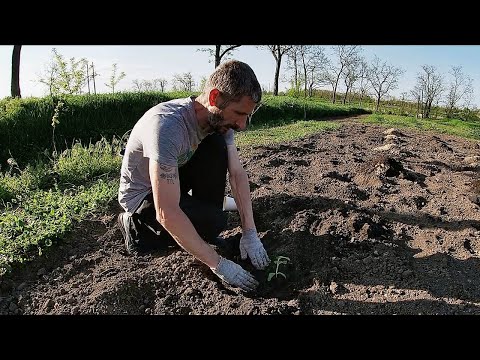 Видео: Высадили рассаду арбуза в открытый грунт и резко похолодало