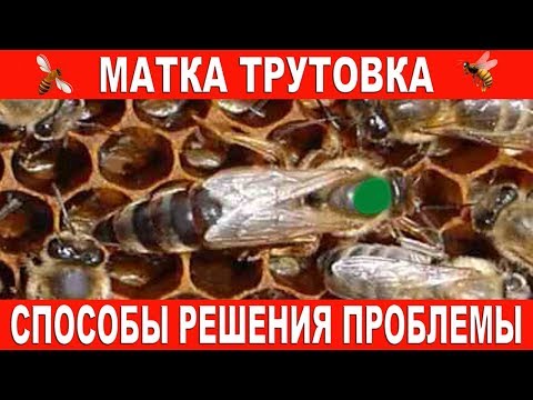 Видео: Матка трутовка | Способы решения проблемы.