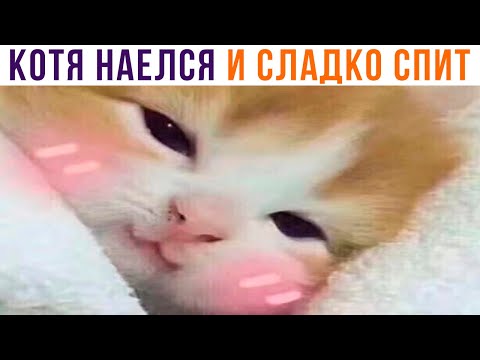 Видео: СРОЧНЫЕ КОТОНОВОСТИ! Котя наелся и сладко спит!))) Приколы с котами | Мемозг 913