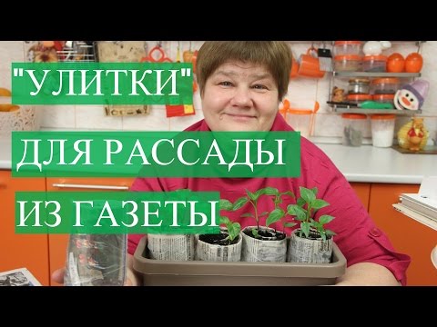 Видео: Рассада в Улитке из Газеты.