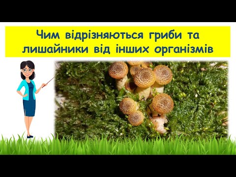 Видео: Чим відрізняються  гриби та лишайники від інших організмів // Пізнаємо природу 5 клас НУШ