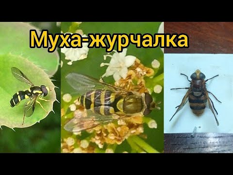 Видео: Муха журчалка. Интересная информация о насекомом