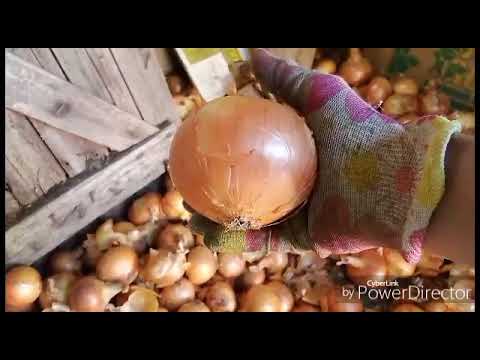 Видео: Убираю лук / Испекла пирог / Баклажаны на зиму / Жизнь в селе.