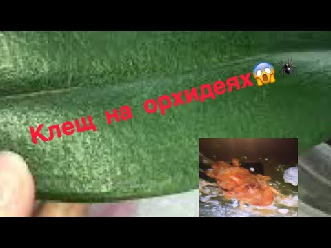 Видео: КЛЕЩ на орхидеях!😱🕷 Как я обрабатываю от клеща?!