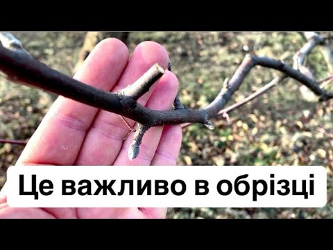 Видео: Це важливо в обрізці
