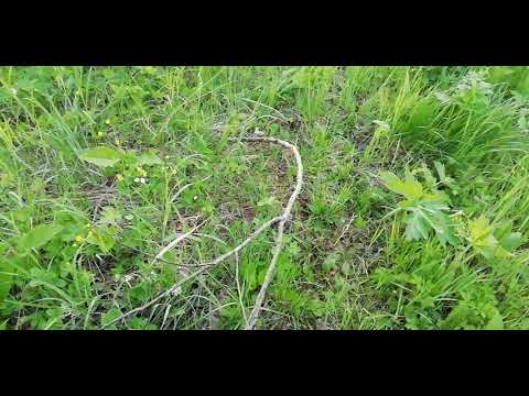 Видео: Сибирь смотрим как работает Манок на самца Косули, до конца