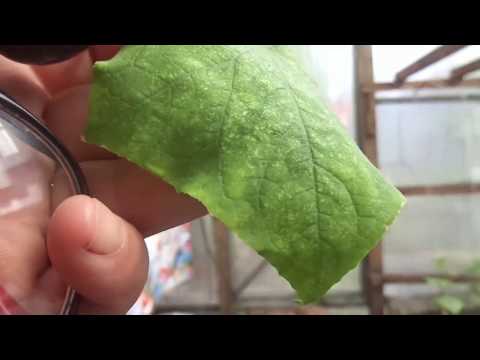 Видео: ВНИМАНИЕ! ПАУТИННЫЙ КЛЕЩ! Ольга Чернова.