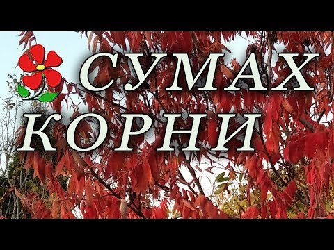 Видео: Корневая система растения Сумах.