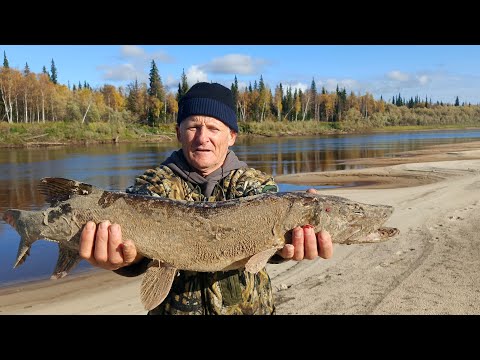 Видео: рыбалка#fishing  щука сошла с ума,клюет при каждом забросе