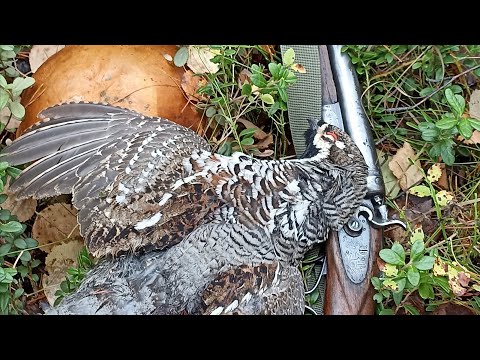 Видео: Охота на рябчика в октябре