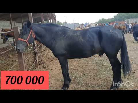 Видео: Айғыр мініс аттар 25 06 23 Бәйдібек би ауылы мал базар.