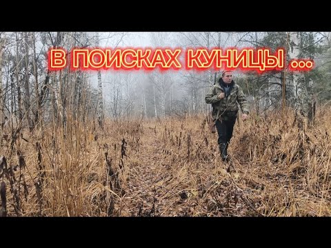 Видео: ПОИСКИ ПУШИСТОГО ЗВЕРЯ . / НОВЫЙ СОЛОНЕЦ ДЛЯ ЛОСЕЙ ./ СОБРАЛ ЧАГУ ./ НОВЫЕ ЗЕМЛИ .
