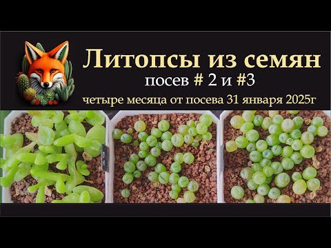 Видео: Литопсы из семян, посев №2 и №3, четыре месяца от посева