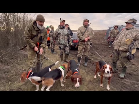 Видео: Колективне полювання з гончими: рушаем за лисом та шакалом!