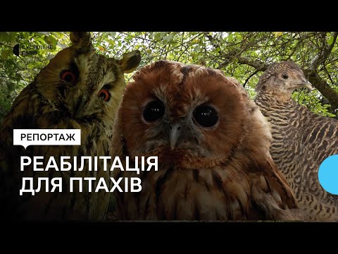 Видео: «Вони як люди»: історія орнітолога, який 28 років допомагає птахам