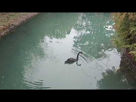 Видео: На весну в Абхазию, день 106. Парк Южные культуры, Адлер