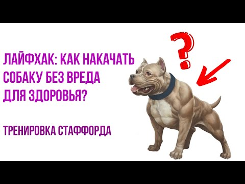Видео: Как накачать мышцы собаке? Тренировка стаффорда без вреда для здоровья!