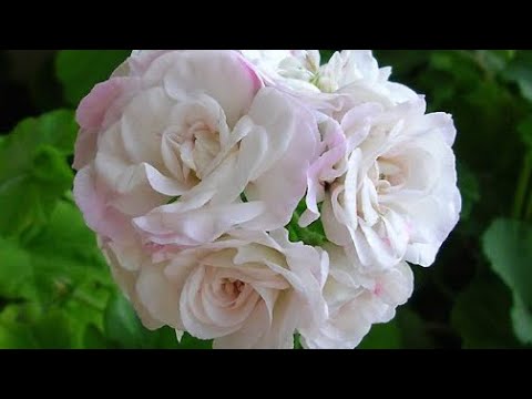 Видео: Плющелистная пеларгония после обрезки. Укоренение черенков пеларгонии в вермикулите, результат.