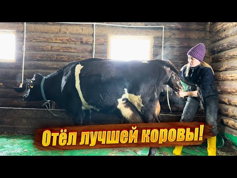 Видео: Такого отёла у нас еще не было! Появление новой жизни на свет! | Молодая Ферма