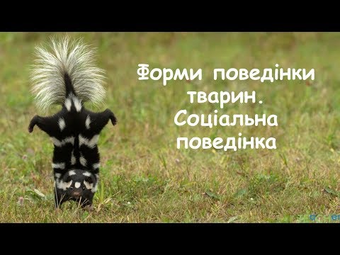 Видео: Форми поведінки тварин