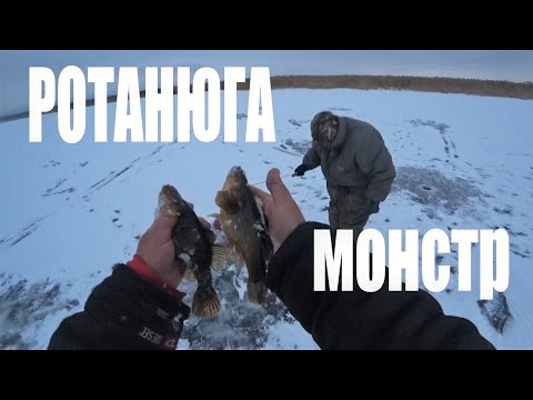 Видео: КРУПНЫЙ РОТАН . Рыбалка со льда . Озеро с крупным ротаном .