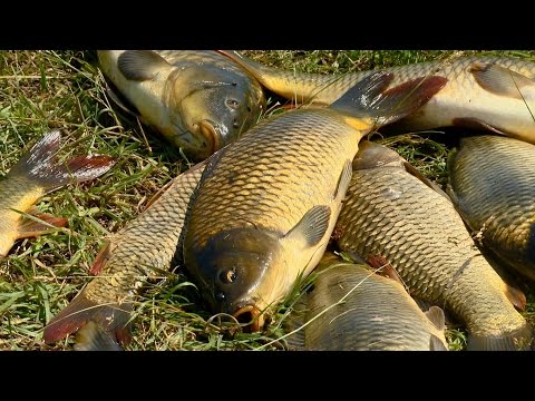 Видео: Рыбак Рыбаку 503 "Карп на мели".