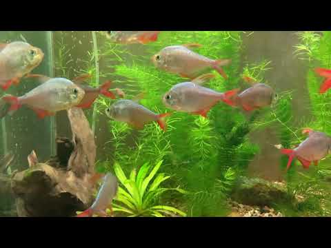 Видео: Тетра колумбийская