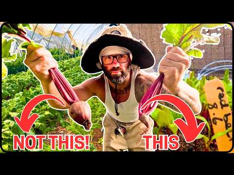 Видео: Я НИКОГДА больше не буду сажать СВЕКЛУ этим методом!