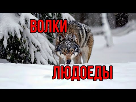 Видео: Нападение волков на людей: факты, статистика, исследования.