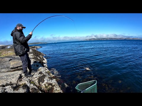 Видео: Ехали за Зубаткой, а наловили Форели! Береговая рыбалка в Норвегии 2025