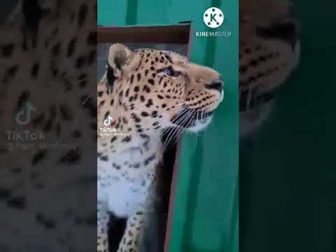 Видео: Герд и Яна