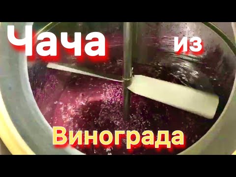 Видео: Чача из виноградных выжимок. Ставим брагу и делаем первый перегон на ПВК .Часть 1