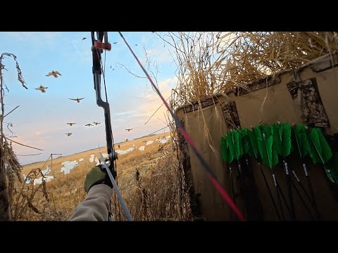 Видео: Эпическая охота на уток с луком и стрелами!